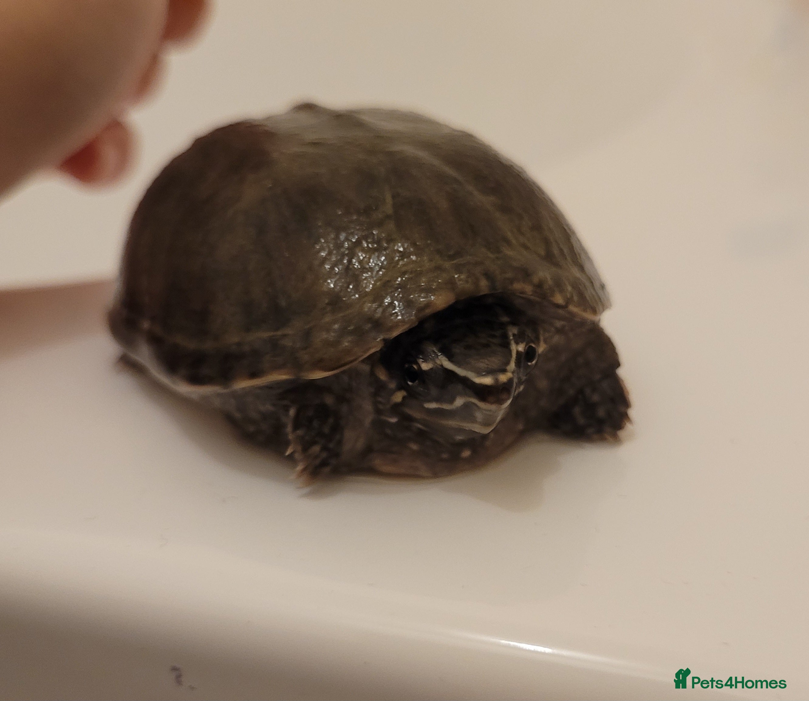 Tortoise reptiles Tortoise for sale - Advert 6