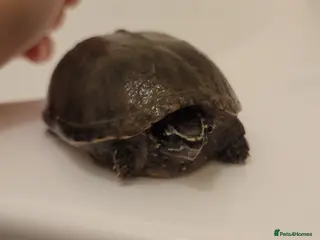 Tortoise reptiles Tortoise for sale - Advert 2