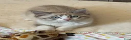 Mixed Breed cats for sale: 8 month old Male cat in Brighton - Advert 4