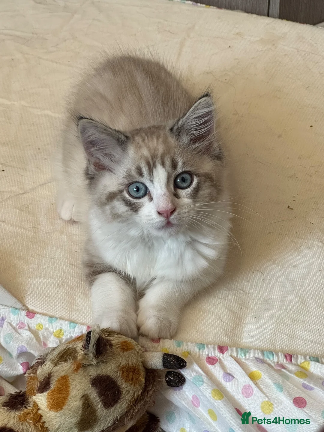 Mixed Breed cats for sale: 8 month old Male cat in Brighton - Advert 4
