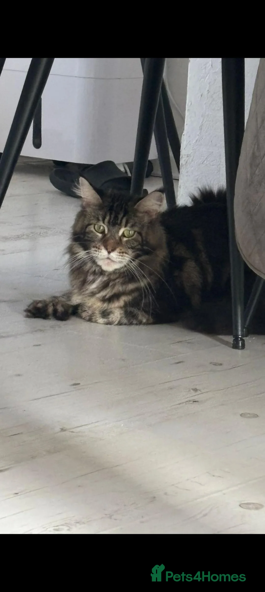 Maine Coon cats for sale: 🐾 FIVE MAINE COON (TWO POLYDACTYL)  - Advert 17