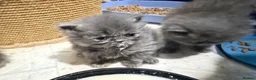 Persian cats for sale: Beautiful Persian kittens  - Advert 18