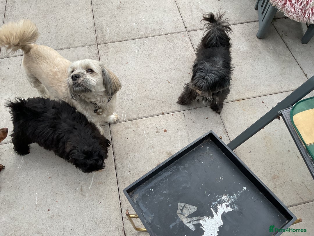 Shih Tzu dogs for sale: Stunning well trained male - Image 3