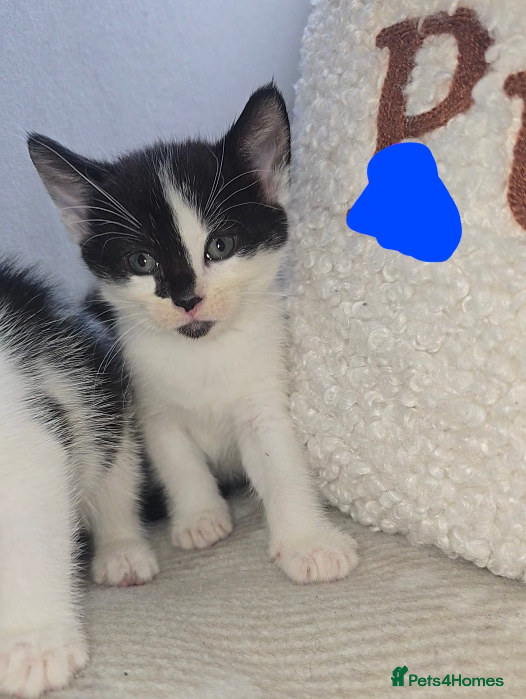 Mixed Breed cats for sale: Savannah Mix Litter🩷 discount if take two. 3 left - Image 18