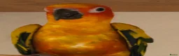 Conures birds for sale: Sun conures for sale - Advert 5