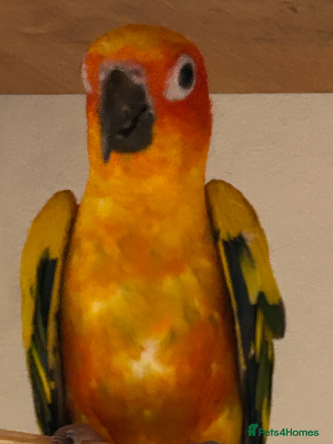 Conures birds for sale: Sun conures for sale - Advert 5