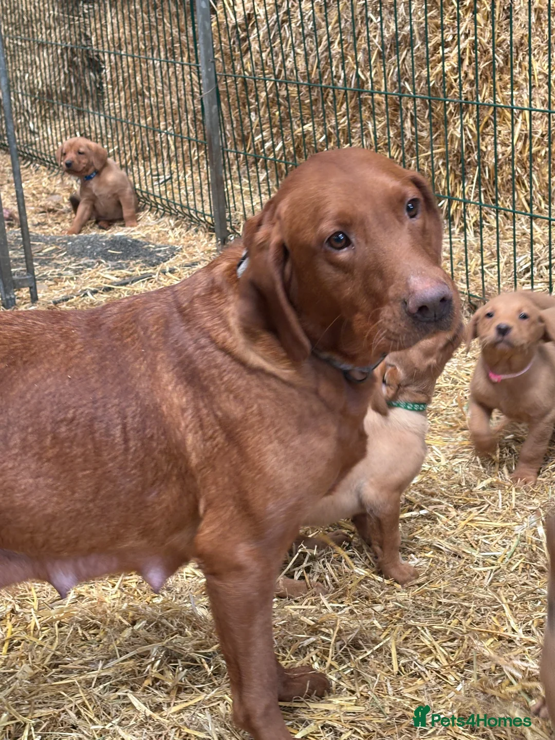 Labrador Retriever dogs for sale: Red fox Labrador puppies  - Advert 9
