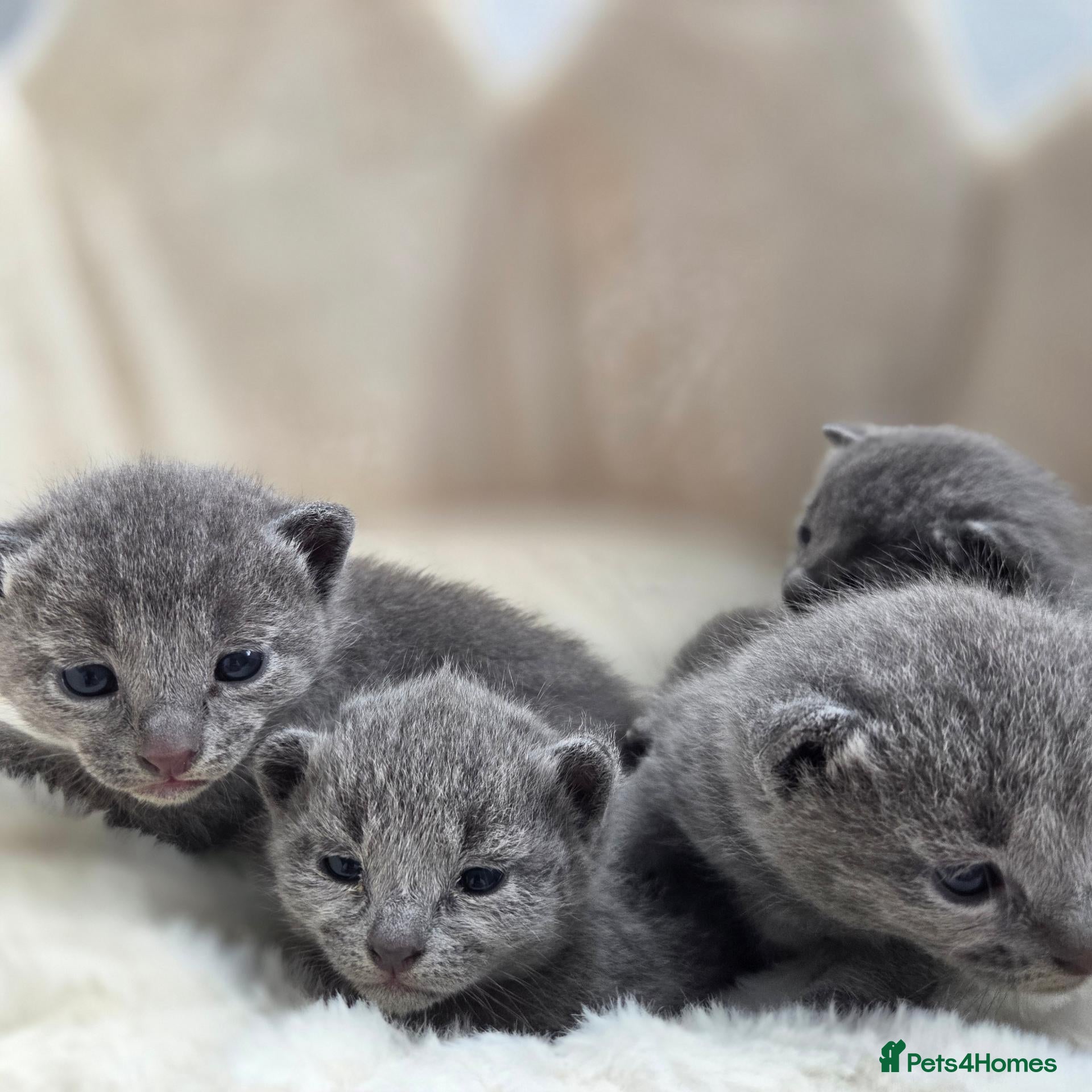 Russian Blue cats Purebred Russian Blue Kittens - Advert 2
