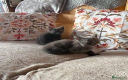Mixed Breed cats for sale: Grey kittens for sale - Image 15