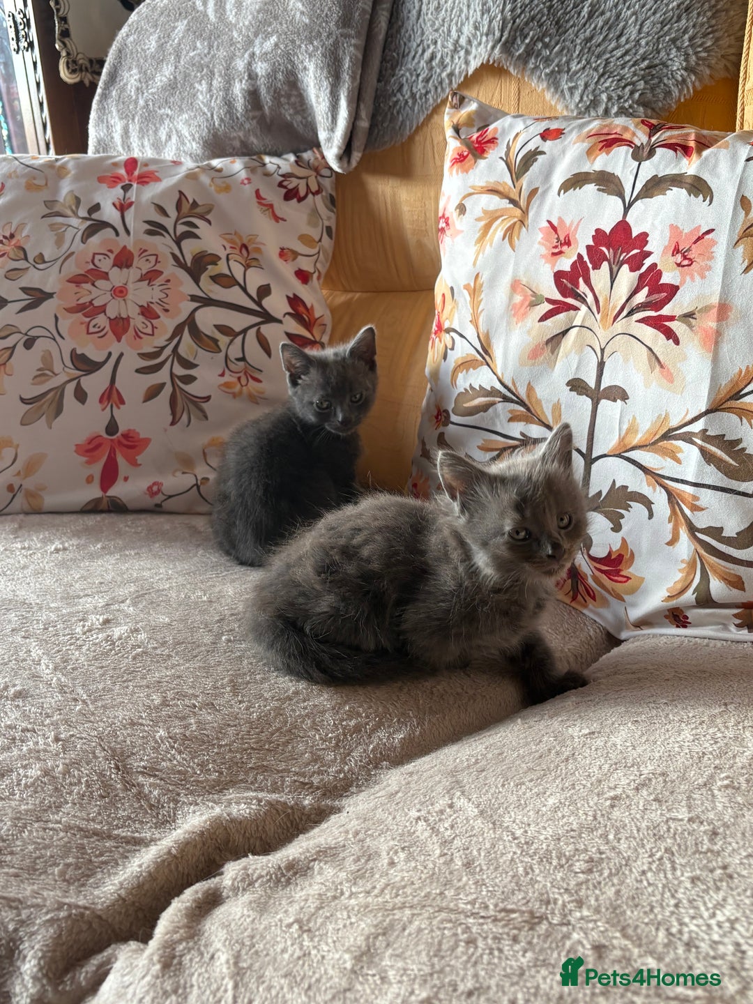 Mixed Breed cats for sale: Grey kittens for sale - Image 15