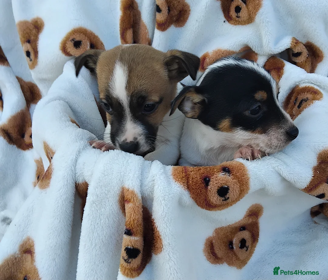 Jack Russell dogs for sale: Jack russell pups for Sale ready to leave - Advert 3