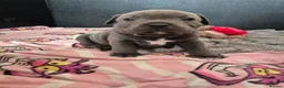 Staffordshire Bull Terrier dogs for sale: Blue Staffy - A Very Special Final Litter 💙 - Advert 21
