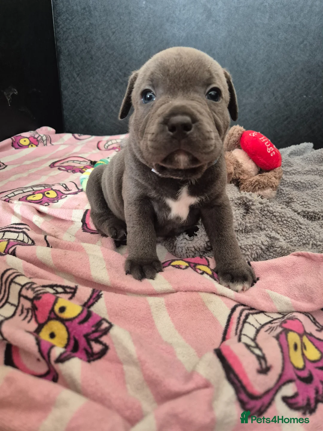 Staffordshire Bull Terrier dogs for sale: Blue Staffy - A Very Special Final Litter 💙 - Advert 21