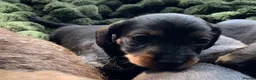 Miniature Dachshund dogs for sale: Miniature Wire haired Dachshund  - Advert 24