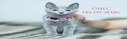 Russian Blue cats for sale: Adorable Russian Blue Kittens - Advert 10