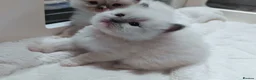 Ragdoll cats for sale: Raised with Love, looking for Forever homes - Advert 2
