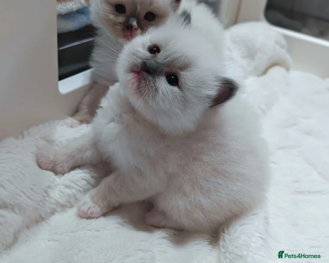 Ragdoll cats for sale: Raised with Love, looking for Forever homes - Advert 2