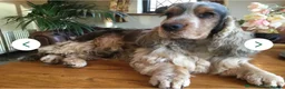Cockerdor dogs for sale: Beautifully marked Cockerdor puppies - Advert 4