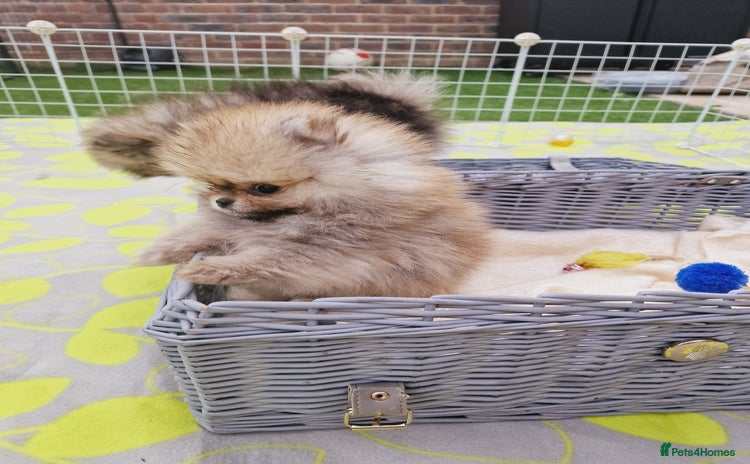 Pomeranian dogs - Advert 2