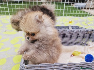 Pomeranian dogs - Advert 32