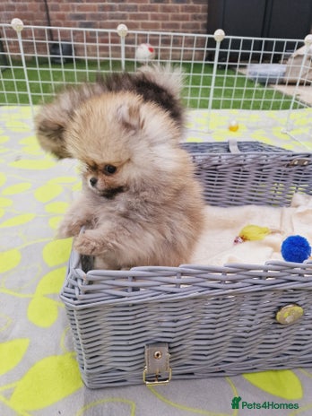 Pomeranian dogs - Advert 2