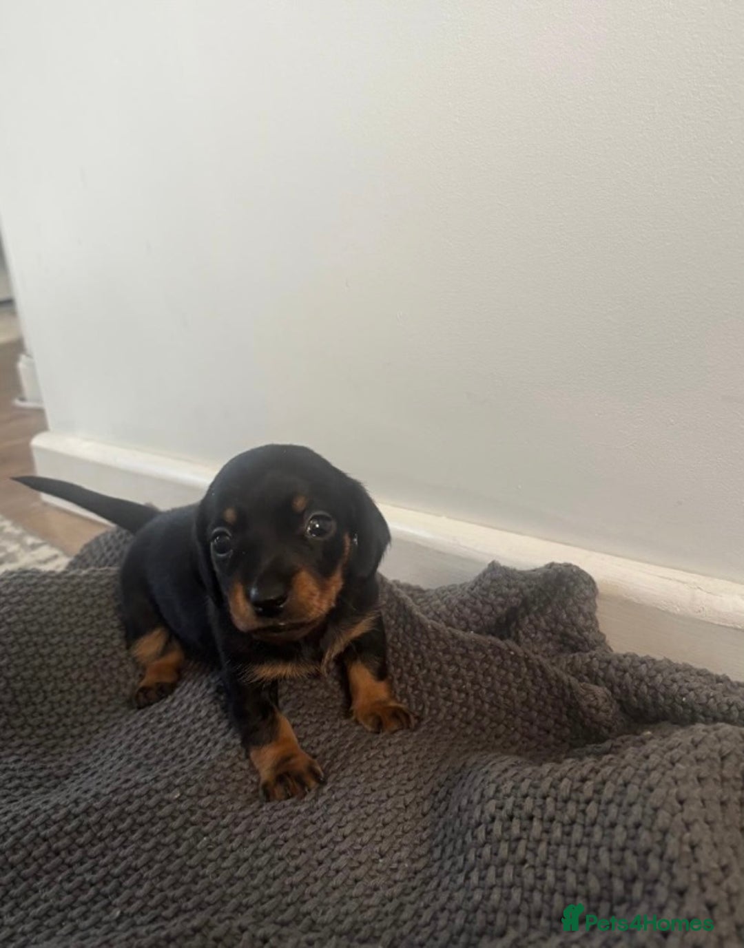 Miniature Dachshund dogs for sale: Miniature dachshunds  - Image 2
