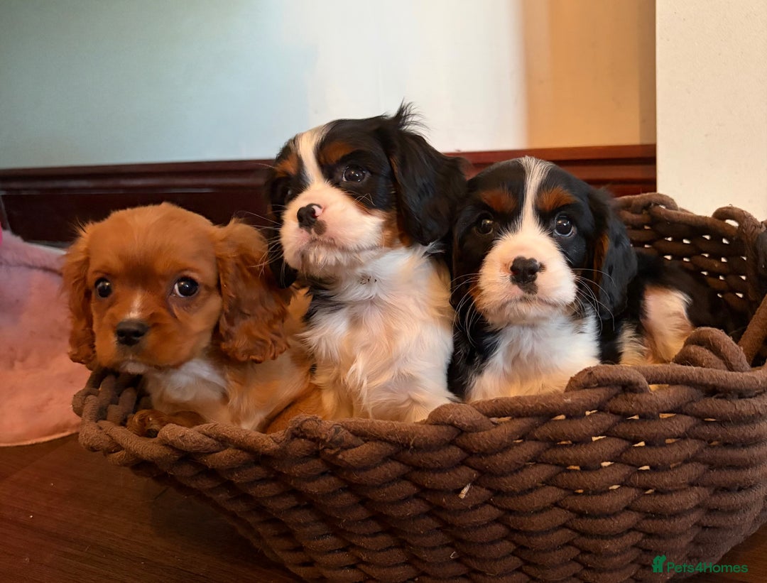 Cavalier King Charles Spaniel dogs for sale: Gorgeous Cavalier King Charles Spaniel Boys - Advert 4
