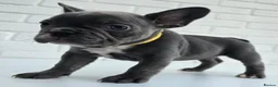 French Bulldog dogs for sale: Exceptional French Bulldog Puppies - Advert 7