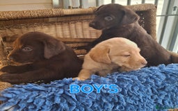 Labrador Retriever dogs for sale: Labrador Pups - Image 10
