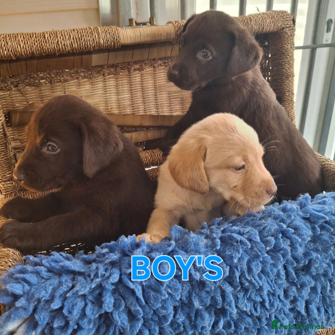 Labrador Retriever dogs for sale: Labrador Pups - Image 10