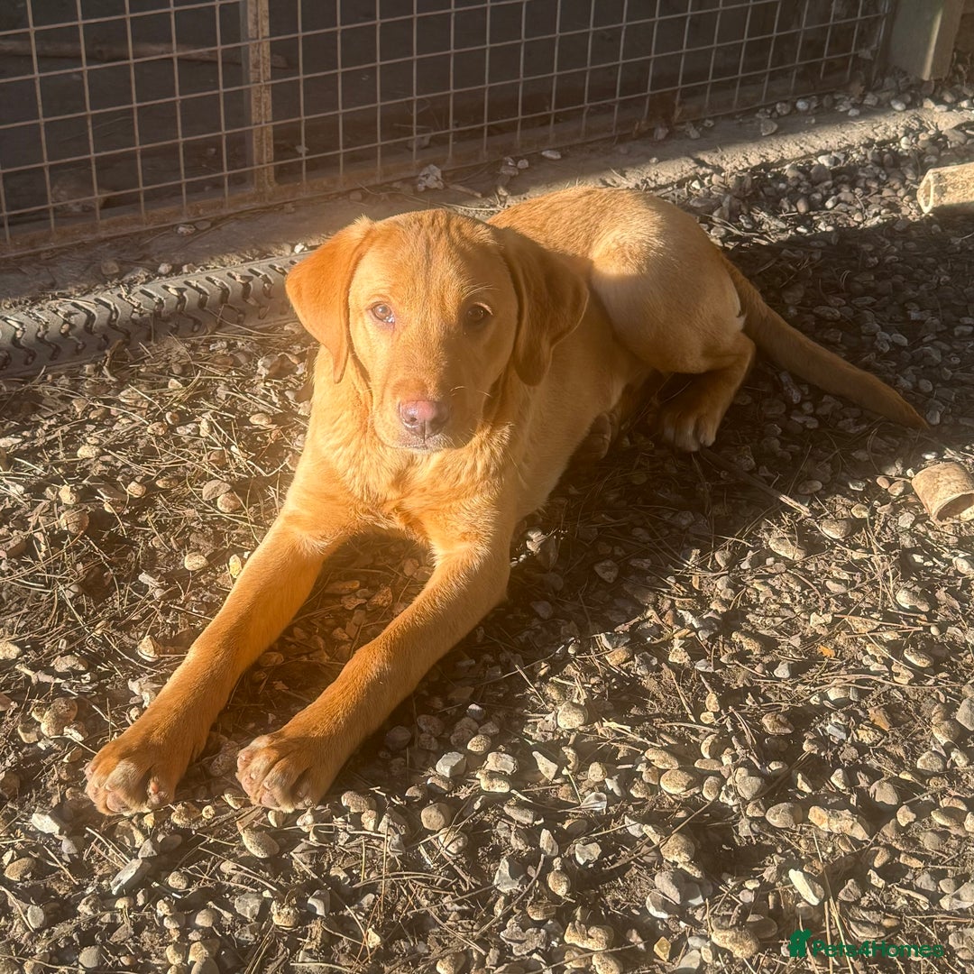 Labrador Retriever dogs for sale: Roger the Fox Red Lab - Advert 14