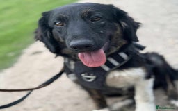 Mixed Breed dogs for adoption: Meet Merlin, currently residing in Essex  - Image 9