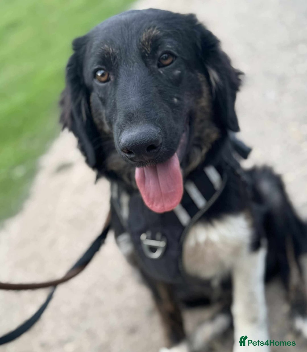 Mixed Breed dogs for adoption: Meet Merlin, currently residing in Essex  - Image 9