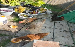 Chickens poultry for sale: 7 chickens looking for new home  - Image 3