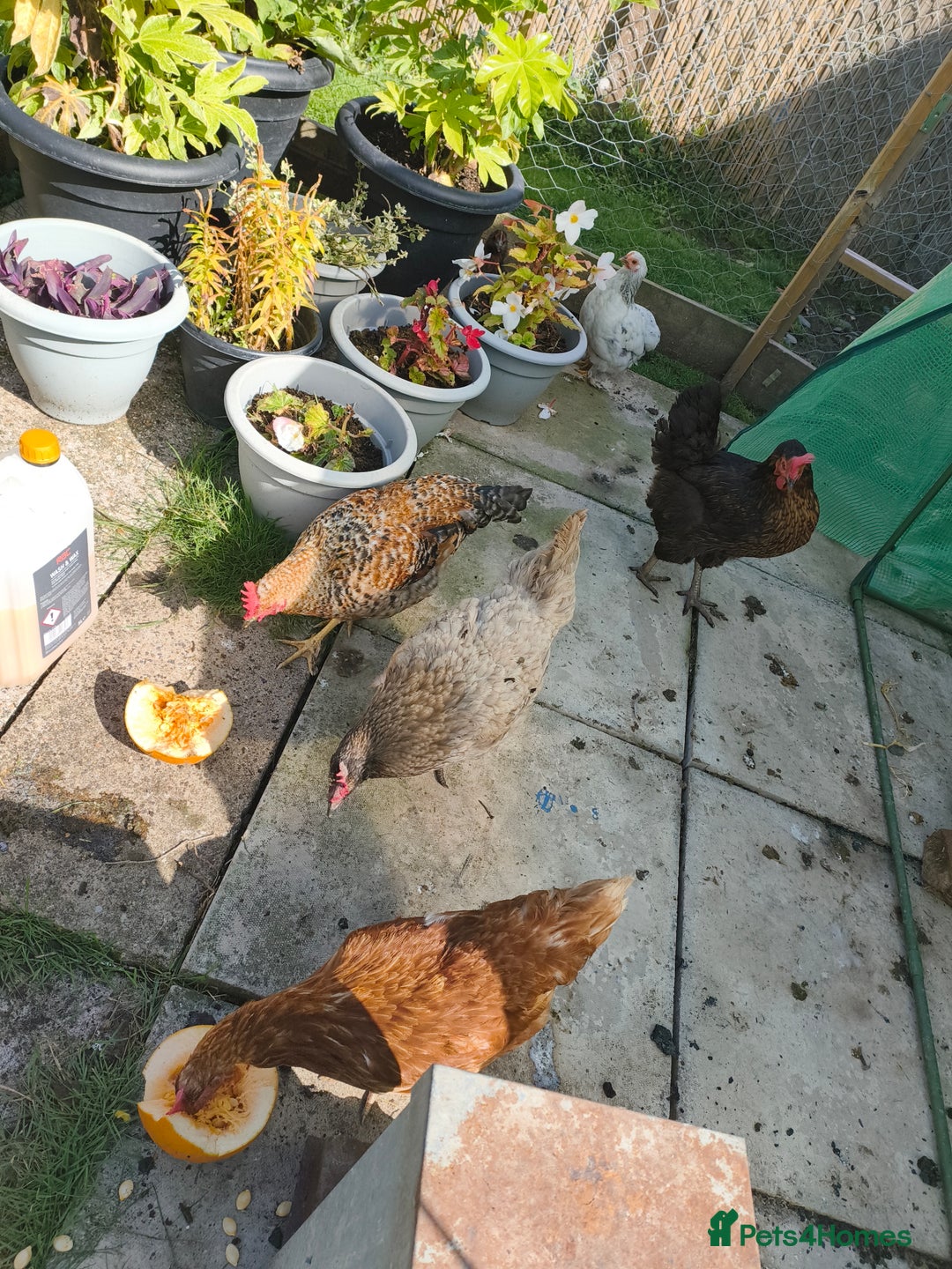 Chickens poultry for sale: 7 chickens looking for new home  - Image 3