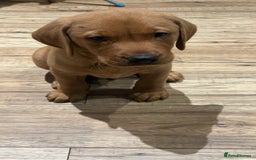 Labrador Retriever dogs for sale: KC reg health tested lab pups  - Image 1