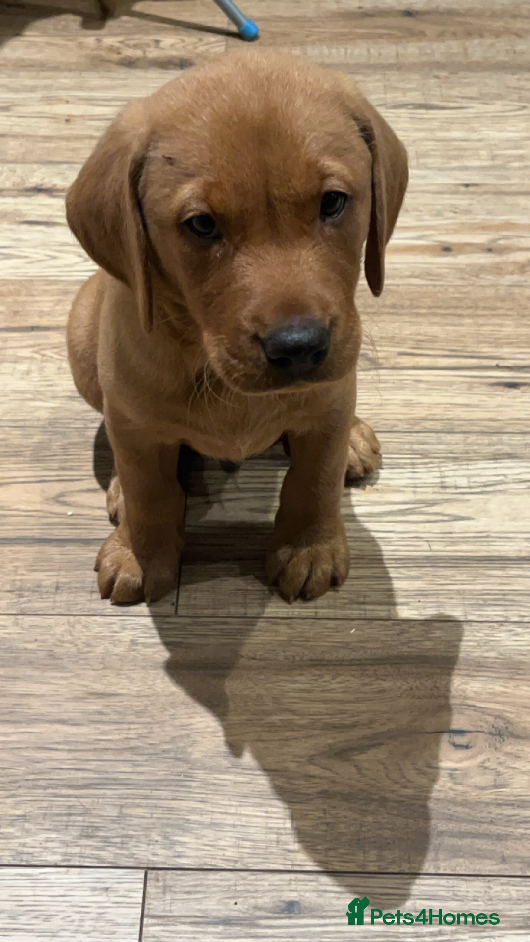 Labrador Retriever dogs for sale: KC reg health tested lab pups  - Image 1