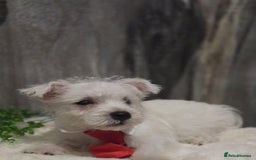 West Highland Terrier dogs for sale: Ready to leave now fully vaccinated 💕 - Image 3