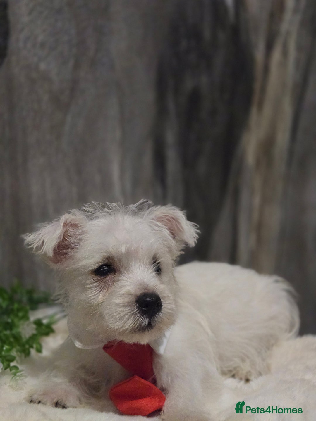 West Highland Terrier dogs for sale: Ready to leave now fully vaccinated 💕 - Image 3