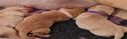 Labrador Retriever dogs for sale: Beautiful Female and Male Working Labrador Puppies - Advert 11