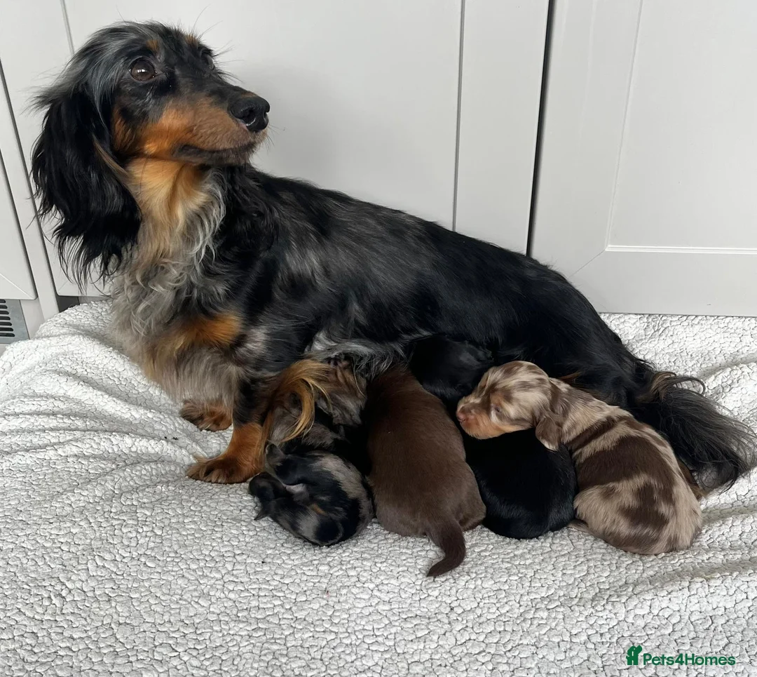 Miniature Dachshund dogs for sale: Stunning longhair miniature dachshunds - Advert 1
