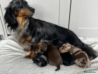 Miniature Dachshund dogs Stunning longhair miniature dachshunds - Advert 2