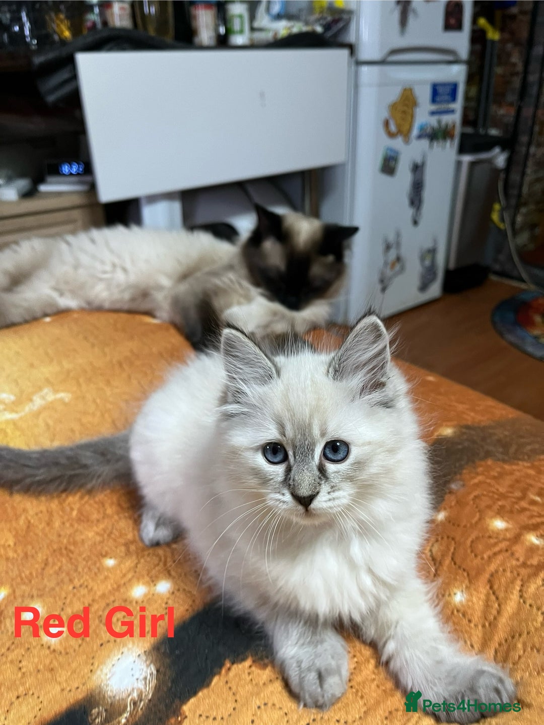 Ragdoll cats for sale: ❗️❤️5 Incredibly Beautiful Ragdoll Kittens❤️🐈  - Image 38