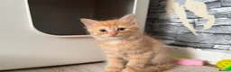 British Shorthair cats for sale: 3 BSH/ragdoll kittens🐾 in Luton - Advert 4