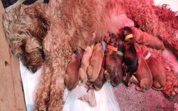 Cockapoo dogs for sale: Cockapoo's - Image 2