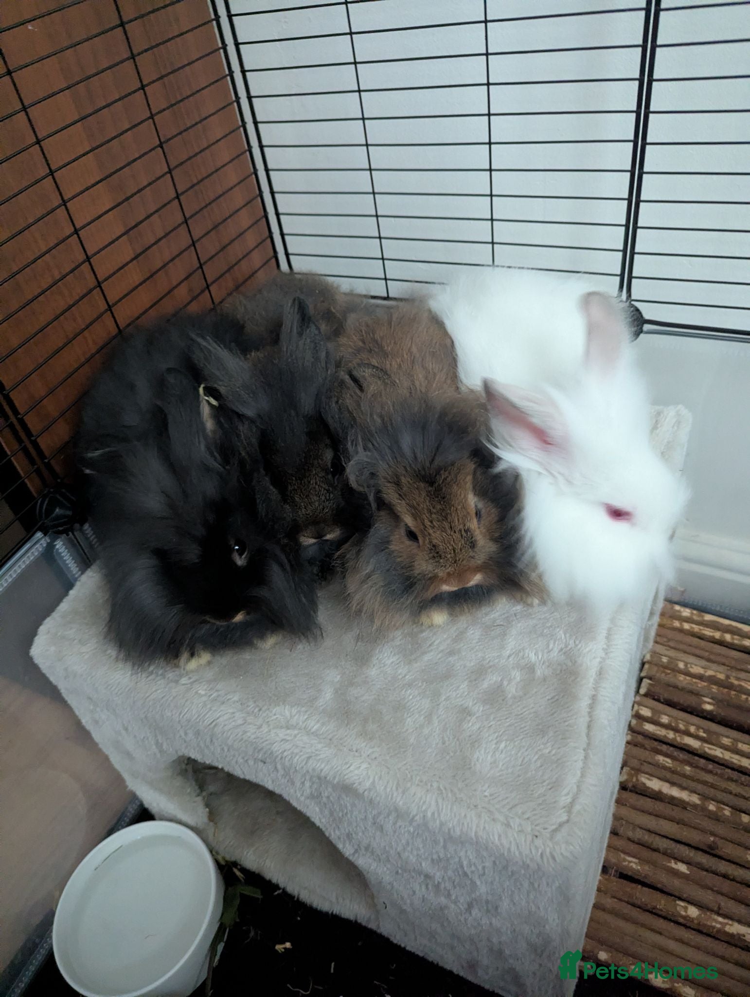 Lionhead rabbits Lionhead bunnies  - Advert 5