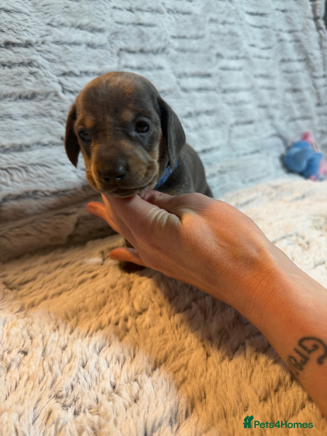 Dachshund dogs for sale: 6 Absolutely stunning dachshund  puppies for sale - Advert 21