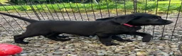 Labrador Retriever dogs for sale: Curious and playful Black Labrador Puppies in Crieff - Advert 12