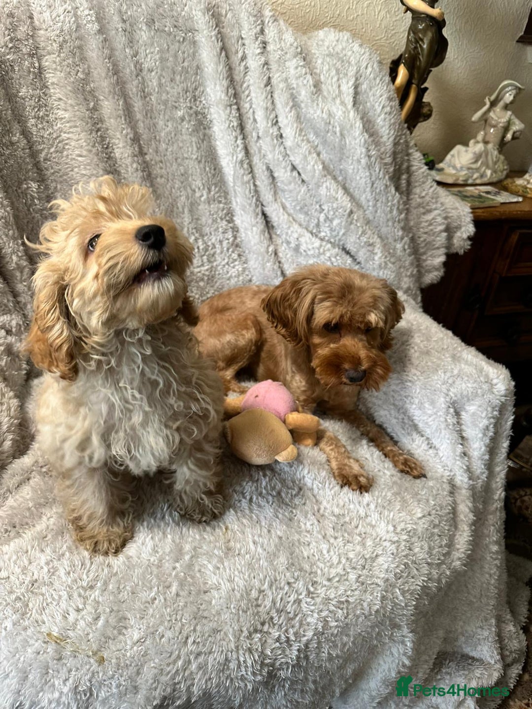Cockapoo dogs for sale: F1b cockerpoo’s  - Image 8