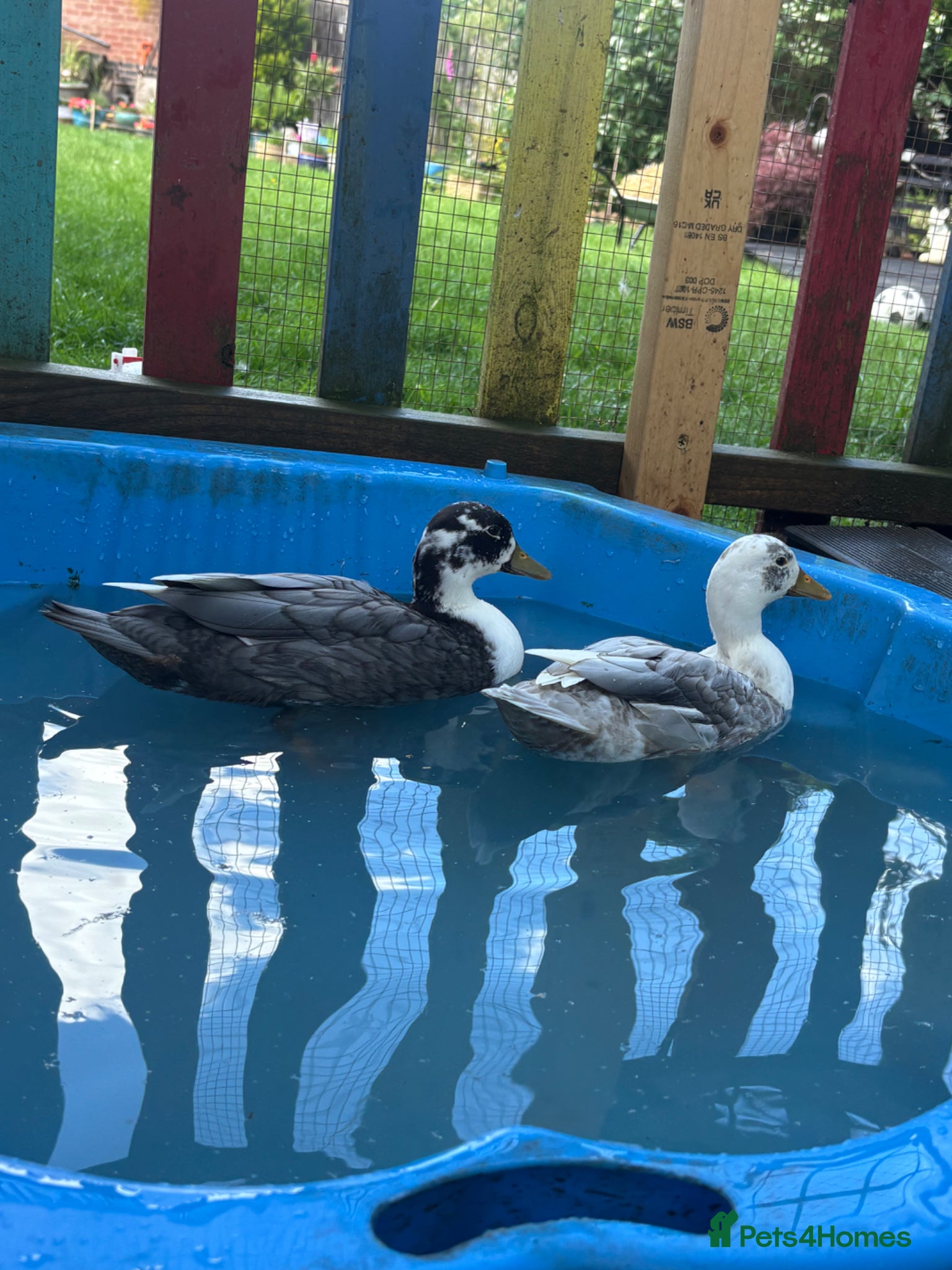 Ducks poultry for sale: Drake Call Ducks  - Advert 2
